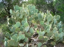 2006-05-18 124 * Can't spell cactus without OUCH! This is the cactus that scott would have fallen into if he had come * 2592 x 1944 * (3.49MB)